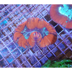Trachyphyllia